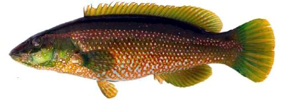 Labrus viridis_0002